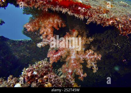 Bunte Klunzinger-Baumkorallen (Dendronephthya klunzingeri) in einem Wrack, Tauchplatz Wrack der USAT Liberty, Tulamben, Bali, Indonesien, Asien Stockfoto