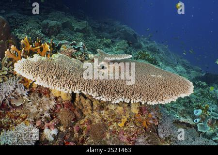 Hyazinth Table Coral (Acropora hyacinthus) auf einem Riff, umgeben von anderen Meeresorganismen, Tauchplatz Toyapakeh, Nusa Ceningan, Nusa Penida, Bali, Ind Stockfoto