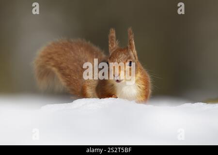 Rotes Eichhörnchen (Sciurus vulgaris) erwachsenes Tier auf der Suche nach Nahrung im Winter im Schnee, Schottland, Großbritannien, Europa Stockfoto