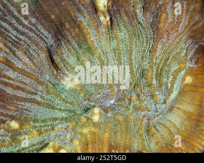 Nahaufnahme einer ausbalancierten Koralle (offene Hirnkoralle) mit grünen und braunen Farbnuancen, Tauchplatz Prapat, Penyapangan, Bali, Indonesien, Asien Stockfoto