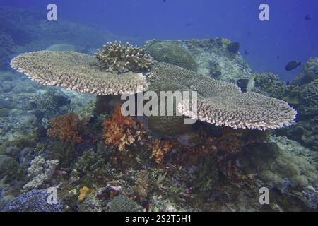 Hyazinth Table Coral (Acropora hyacinthus) mit bunten Weichkorallen, Tauchplatz SD, Nusa Ceningan, Nusa Penida, Bali, Indonesien, Asien Stockfoto