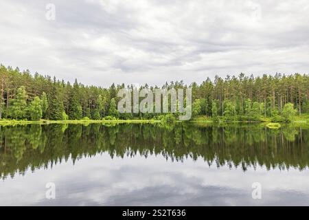 Nadelwald an einem See mit Wasserreflektionen auf einer ruhigen, glänzenden Wasseroberfläche, Schweden, Europa Stockfoto