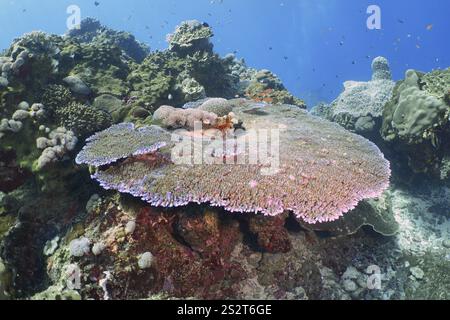 Große, runde Hyazinth Table Coral (Acropora hyacinthus) in einer vielfältigen Unterwasserlandschaft, Tauchplatz Toyapakeh, Nusa Ceningan, Nusa Penida, Bali, Indo Stockfoto