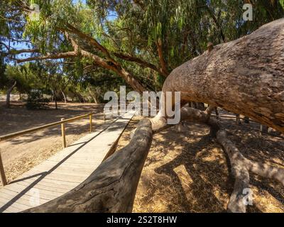 Der malerische Holzsteg schlängelt sich durch einen ruhigen Eukalyptuswald und lädt zur Erkundung des Naturparks in alicante, spanien, ein Stockfoto