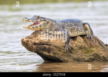 Brillenkaiman (Caiman crocodilus yacara), Krokodil (Alligatoridae), Krokodil (Crocodylia), Tier, das auf einem Felsen im Wasser sonnt, Pantanal, i Stockfoto