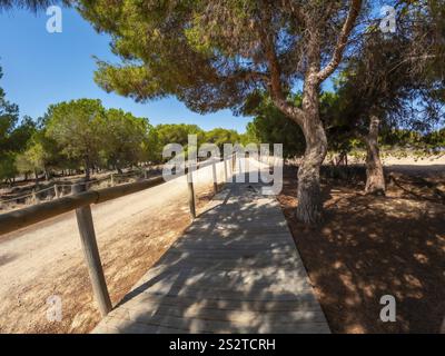 Der gewundene Holzsteg schlängelt sich durch einen üppigen Kiefernwald im Naturpark las lagunas de la mata in alicante, spanien, bietet Ruhe Stockfoto