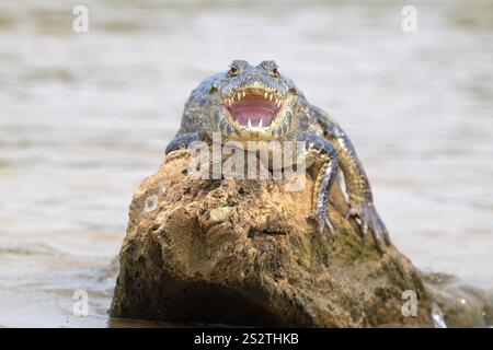 Brillenkaiman (Caiman crocodilus yacara), Krokodil (Alligatoridae), Krokodil (Crocodylia), Tier, das auf einem Felsen im Wasser sonnt, Pantanal, i Stockfoto