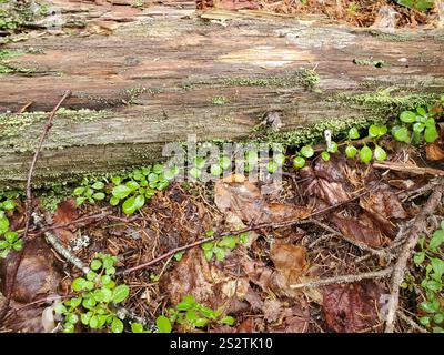 Kriechbeere (Gaultheria hispidula) Stockfoto