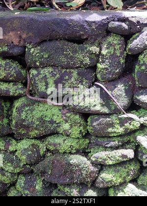 Schwarze Kupferrattenschlange (Coelognathus flavolineatus) Stockfoto