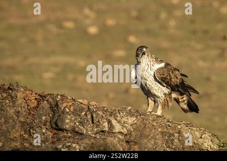 Aquila fasciata, spanien Stockfoto