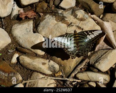 Clipper Schmetterling ( Parthenos sylvia sylla ) spreizt seine Flügel auf grauem Stein auf unbefestigtem Land, Grün mit Blau mit Braun mit schwarz-weißem Muster Stockfoto