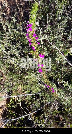 Stachelige Purplegorse (Muraltia heisteria) Stockfoto