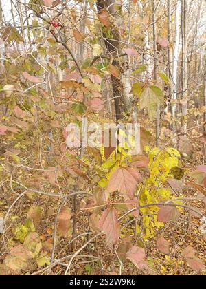 Amerikanischer Hochbusch Cranberry (Viburnum opulus americanum) Stockfoto