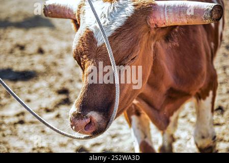 Ein junges texanisches Longhorn-Kalb mit charakteristischen gebogenen Hörnern wird mit geschlossenen Augen gezeigt, geführt von einem Seilhalter. Das rötlich-braune Fell des Kalbes ist charakteristisch Stockfoto