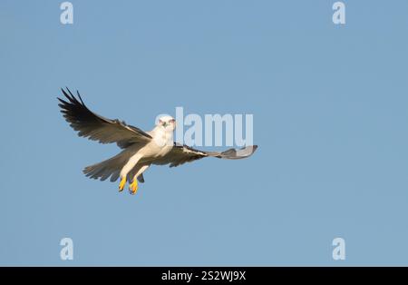 Schwarzer Drachen schwebt kleiner Raubvogel auf der Suche nach Nahrung, mit einem isolierten blauen Himmel Hintergrund, Queensland, Australien. Stockfoto