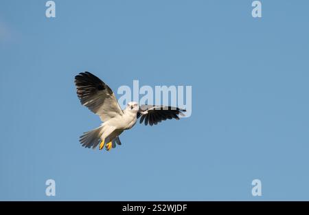 Schwarzer Drachen schwebt kleiner Raubvogel auf der Suche nach Nahrung, mit einem isolierten blauen Himmel Hintergrund, Queensland, Australien. Stockfoto