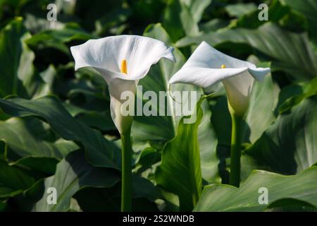 Die Zantedeschia aethiopica, allgemein bekannt als Calla Lilie und Arum Lilie in den botanischen Gärten von Gran Piedra in Santiago de Cuba Stockfoto