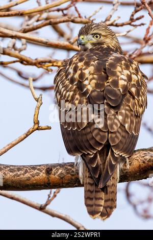 Juveniler Rotschwanz-Hawk Stockfoto