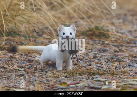 Ermine Porträt Stockfoto