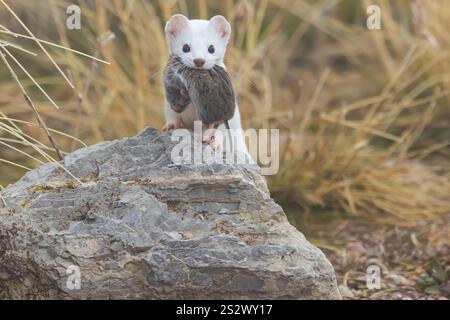 Felsposen Stockfoto