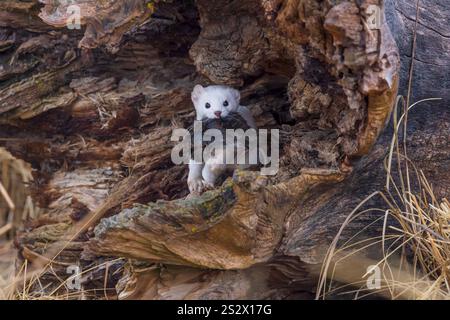 Ermine Mit Preis Stockfoto