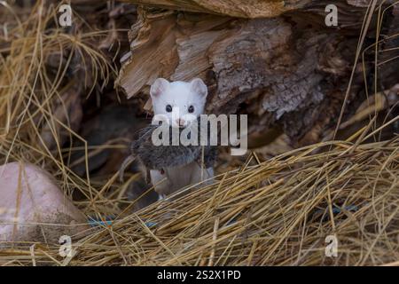 Ermine Ist Unterwegs Mit Essen Stockfoto