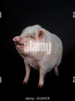 Rosafarbenes Miniaturschwein vor schwarzem Hintergrund Stockfoto