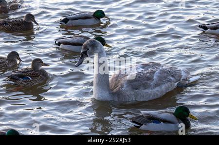 Junge Überwinterung stummer Schwan Stockfoto