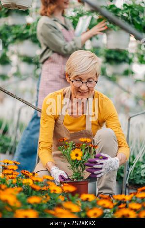 Zwei Gärtnerinnen pflegen und Pflanzen blühende Blumenpflanzen in neuen Töpfen in ihrem Gewächshausgarten. Senior Botaniker, der Blumentopf in Glassho platziert Stockfoto