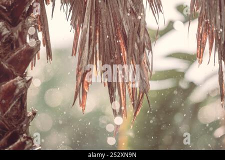 Braune Palmenwedel hinterlässt Regenwassertropfen, Bokeh Hintergrundtapete, abstrakte organische Natur natürliche tropische Umgebung Stockfoto