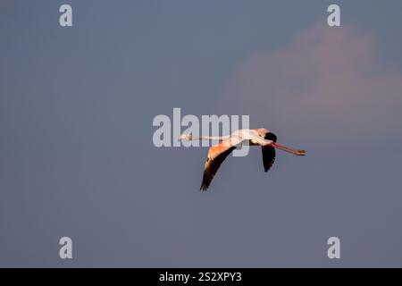 Große Flamingos in der Luftfahrt Stockfoto