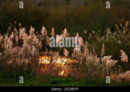 Schilf bei Sonnenuntergang, Küstenebene, Israel Stockfoto