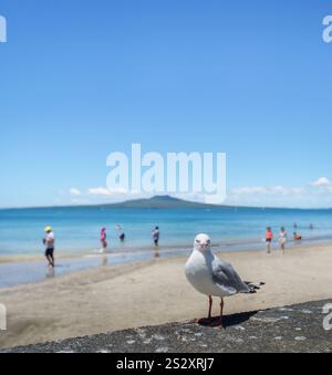 Möwen stehen auf der Ufermauer. Nicht erkennbare Leute spielen im Sommer am Takapuna Beach. Auckland. Vertikales Format. Stockfoto