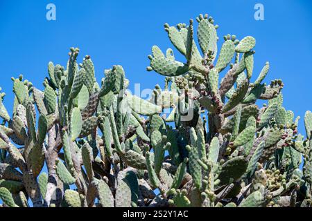 Kaktuskaktus, Opuntia, Blumen und Früchte, trockenes Wüstenklima, Amerika Mexiko, invasive Umweltgefahr, Queensland Australien Stockfoto