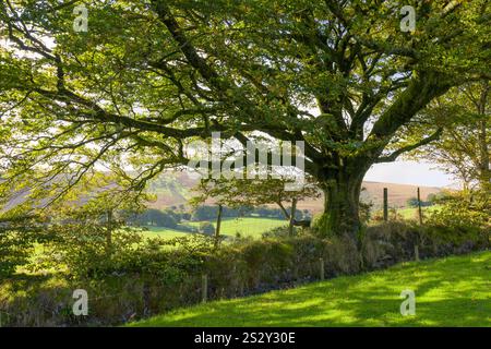 Buche (Fagus sylvatica) am Rande des Stoke Pero Common im Dunkery and Horner Wood National Nature Reserve, Exmoor National Park, Somerset, England. Stockfoto