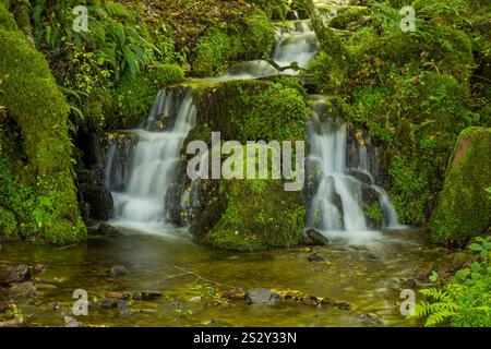 Ein Wasserfall an einem kleinen Nebenfluss des Horner Water in aller Coombe am Nordhang des Dunkery Hill, Exmoor National Park, Somerset, England. Stockfoto