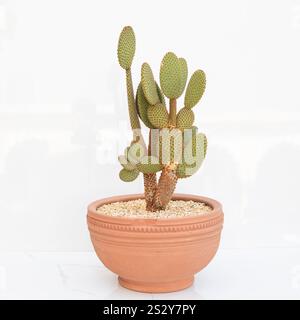 Opuntia Microdasys Kaktus mit Orangenstacheln im Terrakottatopf auf weißem Hintergrund Stockfoto