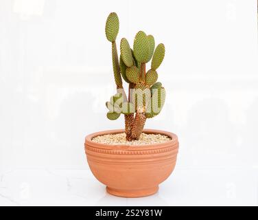 Orange Hase Ohren Kaktus Opuntia Mikrodasys Pflanze in einem Tontopf auf weißem Hintergrund mit Kopierraum Stockfoto