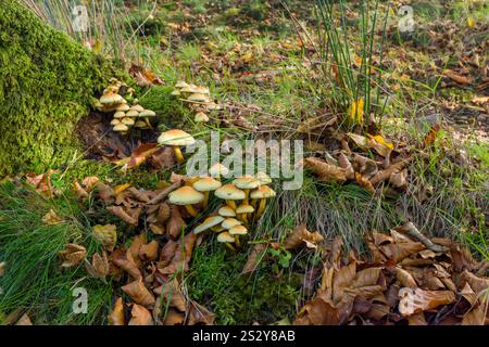 Sulphur Tuft (Hypholoma fasciculare) Pilze in Sweetworthy Combe am Nordhang des Dunkery Hill, Exmoor National Park, Somerset, England. Stockfoto