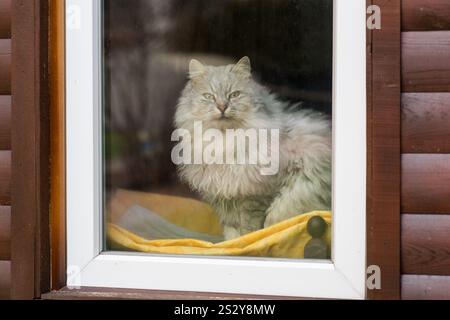 Niedliche reinrassige sibirische Katze sitzt am Fenster und blickt auf die Straße. Stockfoto