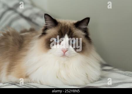 Porträt einer schönen Ragdoll-Katze im häuslichen Umfeld. Stockfoto