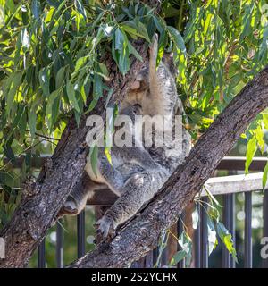 Nahaufnahme eines Koala (Phascolarctos cinereus) joey, der zu seiner Mutter aufblickt und sich an ihrem Schoß festhält. Koalas sind Beuteltiere aus Australien. Stockfoto