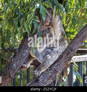 Nahaufnahme eines Koala (Phascolarctos cinereus) joey, der sich zu seiner Mutter reichte und sich an ihrem Schoß festhielt. Koalas sind Beuteltiere aus Australien. Stockfoto
