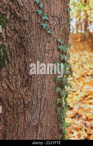 Ein Baumstamm mit wunderschöner Rinde und Efeu, der vor einem Hintergrund aus gelbem Laub wächst. Stockfoto