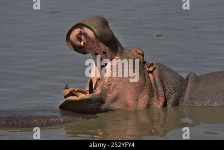 Porträt des Nilpferdgähns mit weit geöffnetem Mund, das Stoßzähne und Zunge im Wasser im wilden serengeti-Nationalpark in tansania zeigt Stockfoto