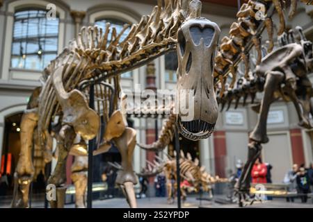 Belin, Deutschland - 20. Dezember 2022: Haupthalle des Berliner Naturmuseums mit Skeletten von Dinosauriern. Ausstellung über prähistorische Knochen an Dinosauriern Stockfoto