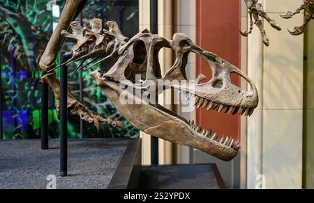 Belin, Deutschland - 20. Dezember 2022: Ausstellung des Schädels des prähistorischen Dinosauriers im Berliner Museum. Skelett von tyrannosaurus. Stockfoto