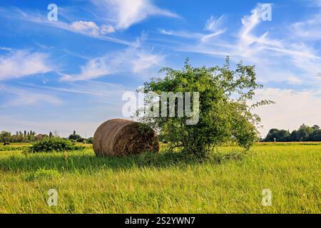 Ein gerollter Strohballen neben einem grünen Busch vor einem blauen Himmel. Der Himmel hat wunderschöne Zirruswolken. Stockfoto