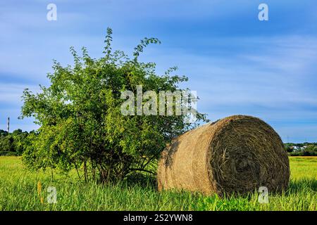 Ein gerollter Heuballen neben einem großen grünen Busch vor einem blauen Himmel. Stockfoto