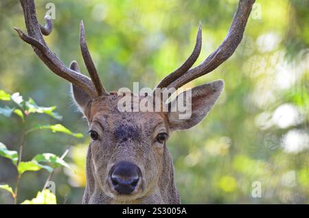 Ein Damhirsch (Dama dama) sieh mich an, ich stehe nahe bei ihm in einem Wald in Österreich. Stockfoto